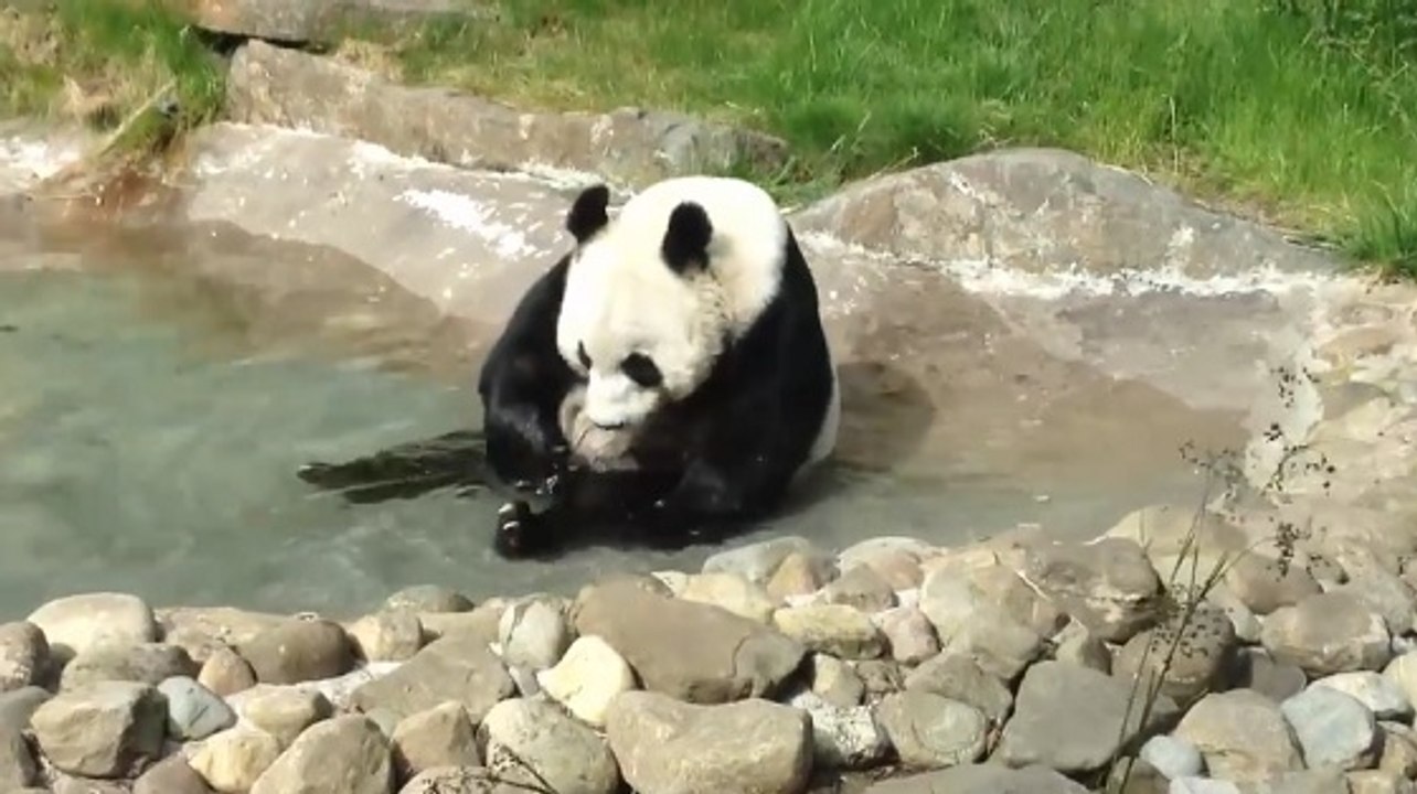 Tian Tian, le panda d'Edimbourg a perdu son bébé