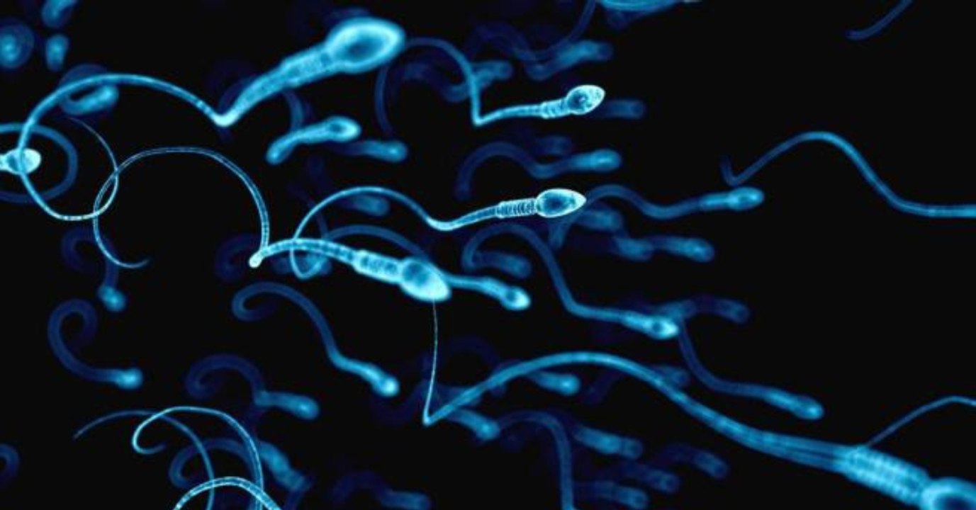 Mit diesem lebensmittel verbesserst du deine spermaqualität