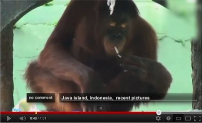 Indonésie : Tori, l'orang-outan fumeuse est devenue mère