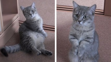 Ce chat a la technique parfaite pour avoir sa pâtée. Découvrez laquelle