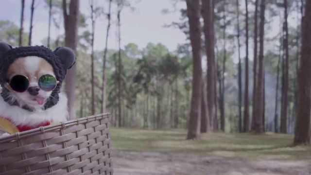 Karneval: Darum kann es deinem Haustier schaden, wenn du es verkleidest
