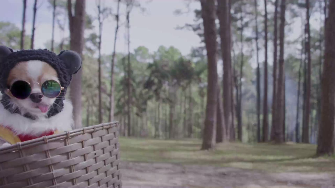 Karneval: Darum kann es deinem Haustier schaden, wenn du es verkleidest