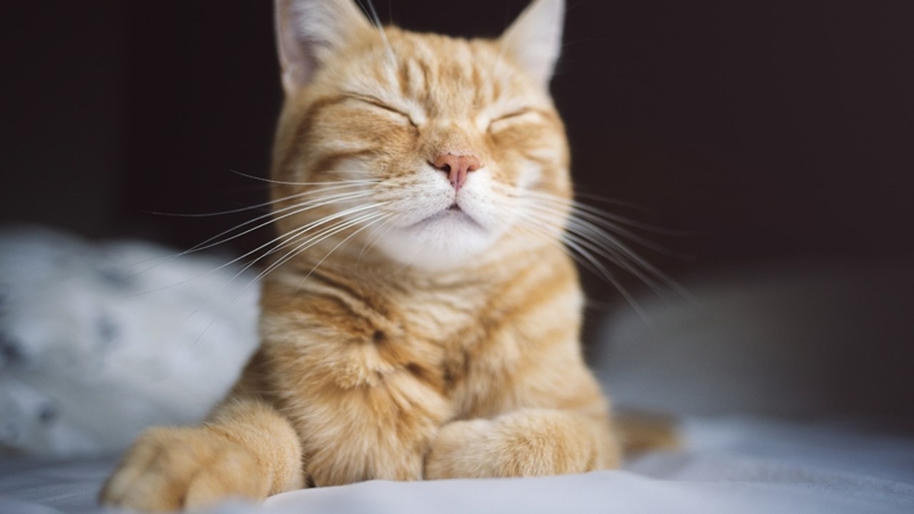 Ungewöhnliches Heim: Kater Django lebt den Traum aller Männer!