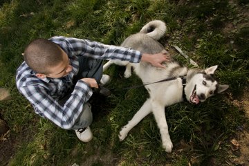 Wegen Umweltverschmutzung: Männer und Hunde leiden unter der gleichen Folge