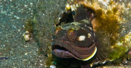 Descargar video: Forscher filmen seltenen Fisch: Als er das Maul aufreißt, trauen sie ihren Augen nicht