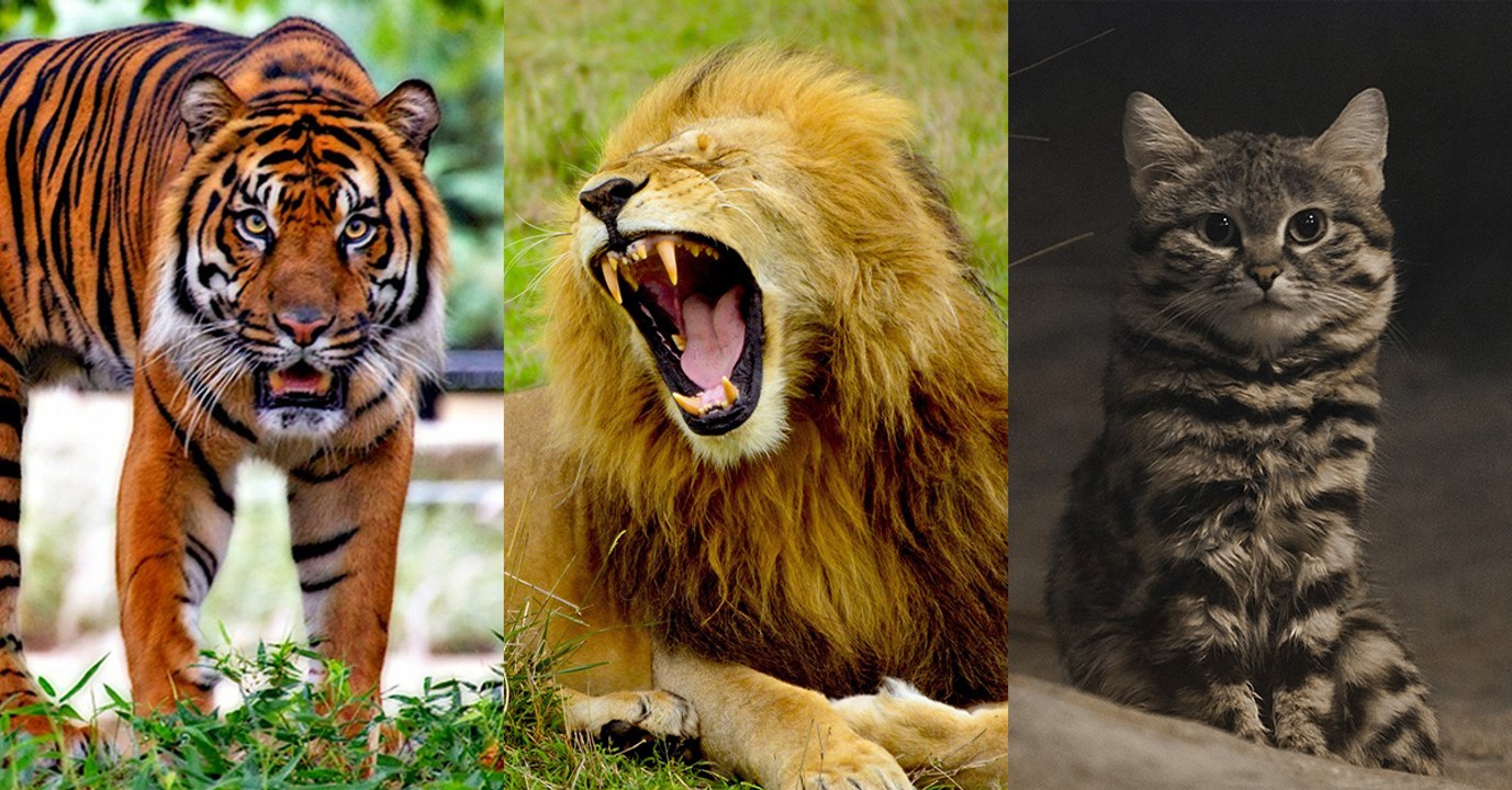 Weder Löwe noch Tiger: Das ist die gefährlichste Katze der Welt