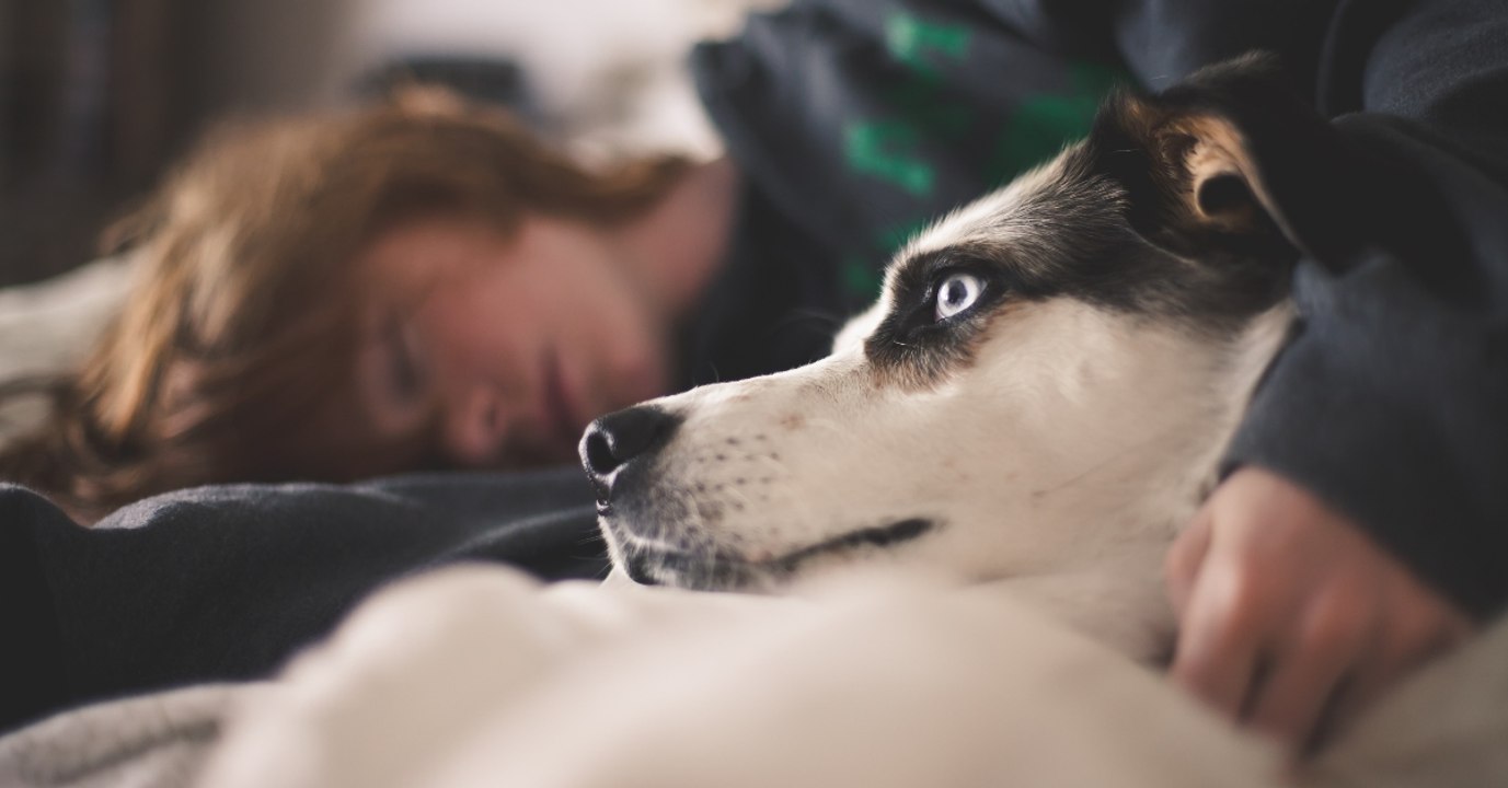Gefahrenquelle Haustier: Damit kann euch euer Vierbeiner anstecken!