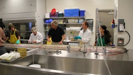 Le régalec de 5 mètres échoué était rempli de vers parasites