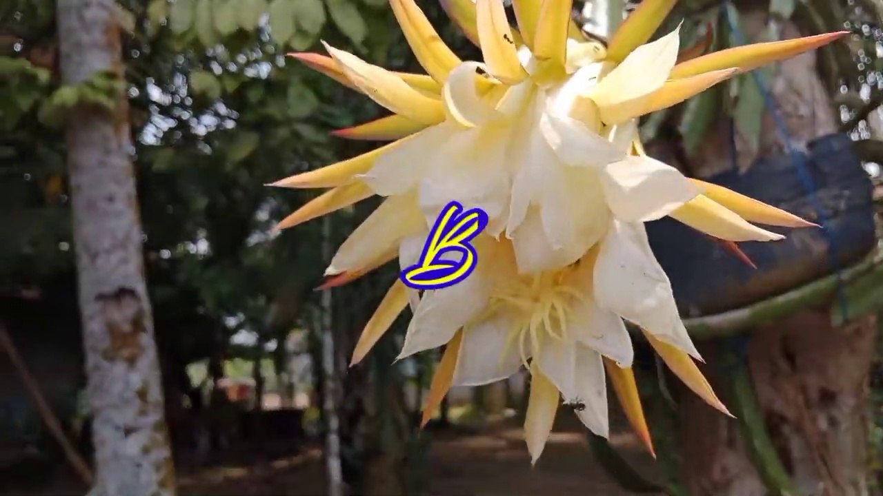 Bunga Naga didepan Rumah