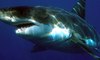 Taucherin begegnet der größte Hai, der je gesichtet wurde