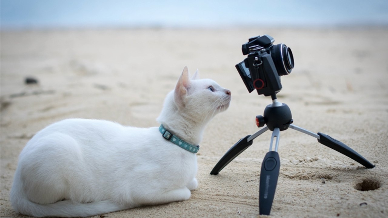 Mann stellt Kamera über Nacht auf: Unfassbar, wo seine Katze es sich zum Schlafen gemütlich macht