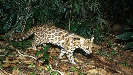 Brésil : Le Leopardus guttulus, une espèce de félin tardivement identifiée grâce à son ADN