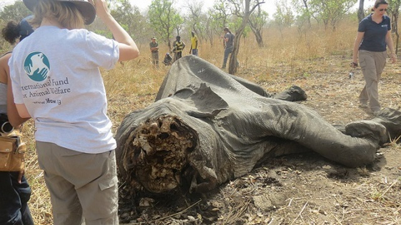 Des mesures d’urgence adoptées pour sauver les éléphants d’Afrique