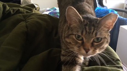Er stellt seiner Katze eine Frage. Ihre Reaktion ist zum Kaputtlachen