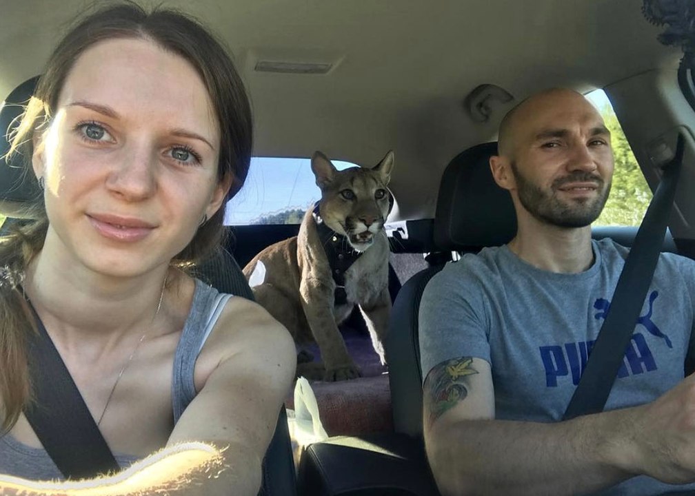 Dieser Puma kann nicht im Zoo bleiben: Paar überlegt sich eine tolle Lösung