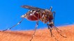 Moustique : que se passe t-il quand l'insecte vous pique ? Réponse en vidéo