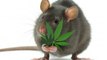 Ratten lassen eine halbe Tonne Marihuana von Polizeiwache verschwinden