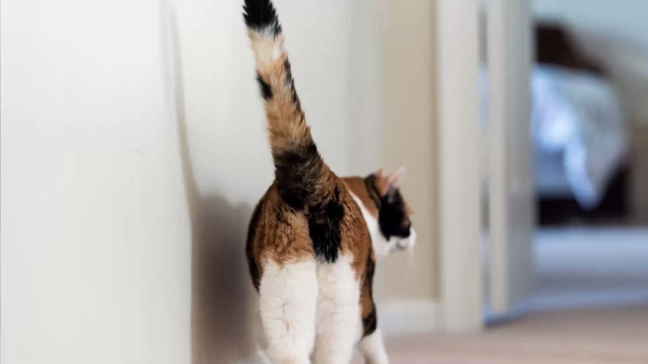 Kurios: Warum streckt deine Katze dir so gerne ihren Popo entgegen?