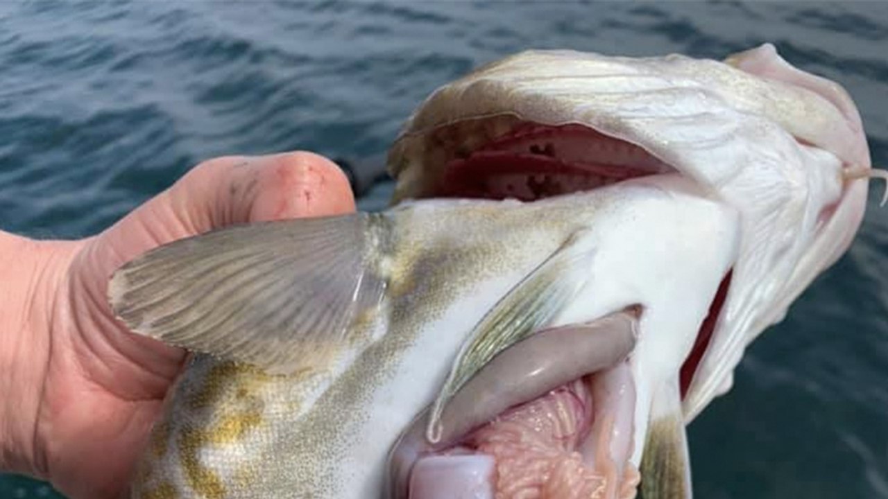 Angler macht eine grausige Entdeckung in seinem frisch gefangenen Fisch