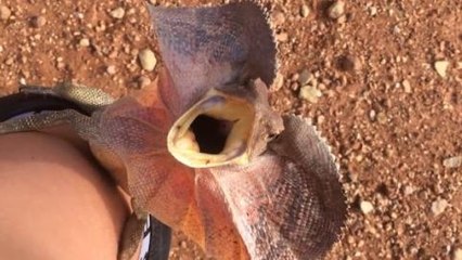 Mann will Echse aufheben: Mit ihrer Reaktion hat er nicht gerechnet! (Video)