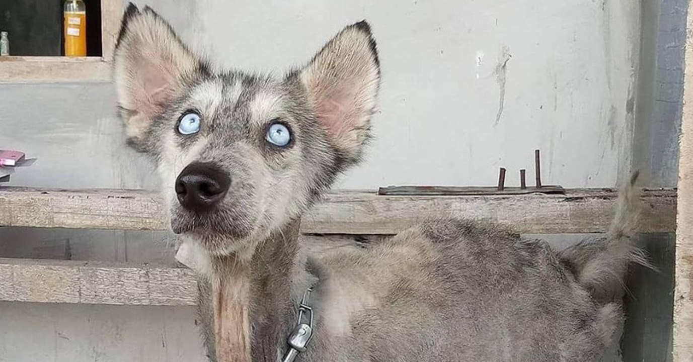 Mann rettet Hund: So sieht der Husky zehn Monate später aus