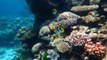 Indischer Konzern zerstört Great Barrier Reef für 30 Milliarden Dollar