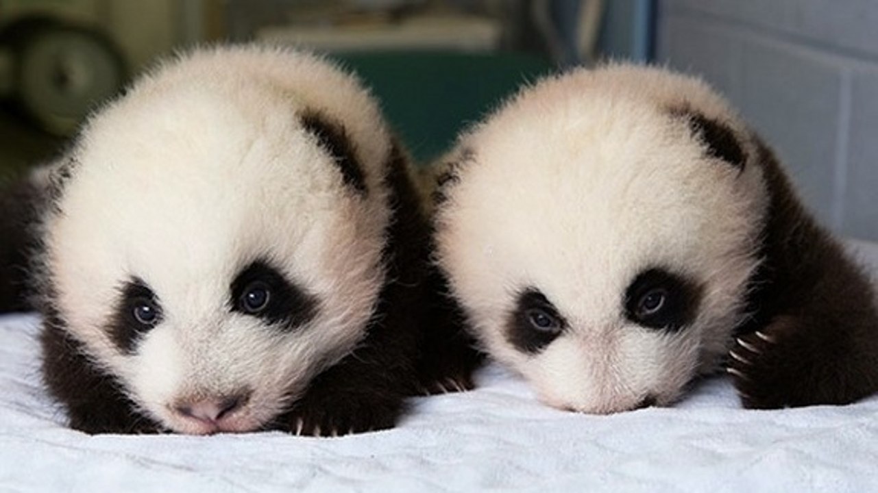 Bébé panda : les jumeaux du zoo d’Atlanta ont désormais un nom