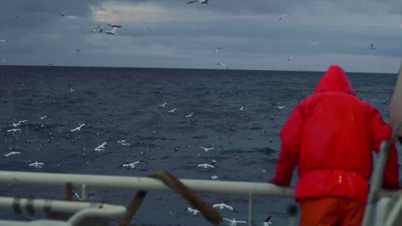 Fund von kopflosem Hai deutet auf Existenz von totgeglaubtem Steinzeit-Tier hin