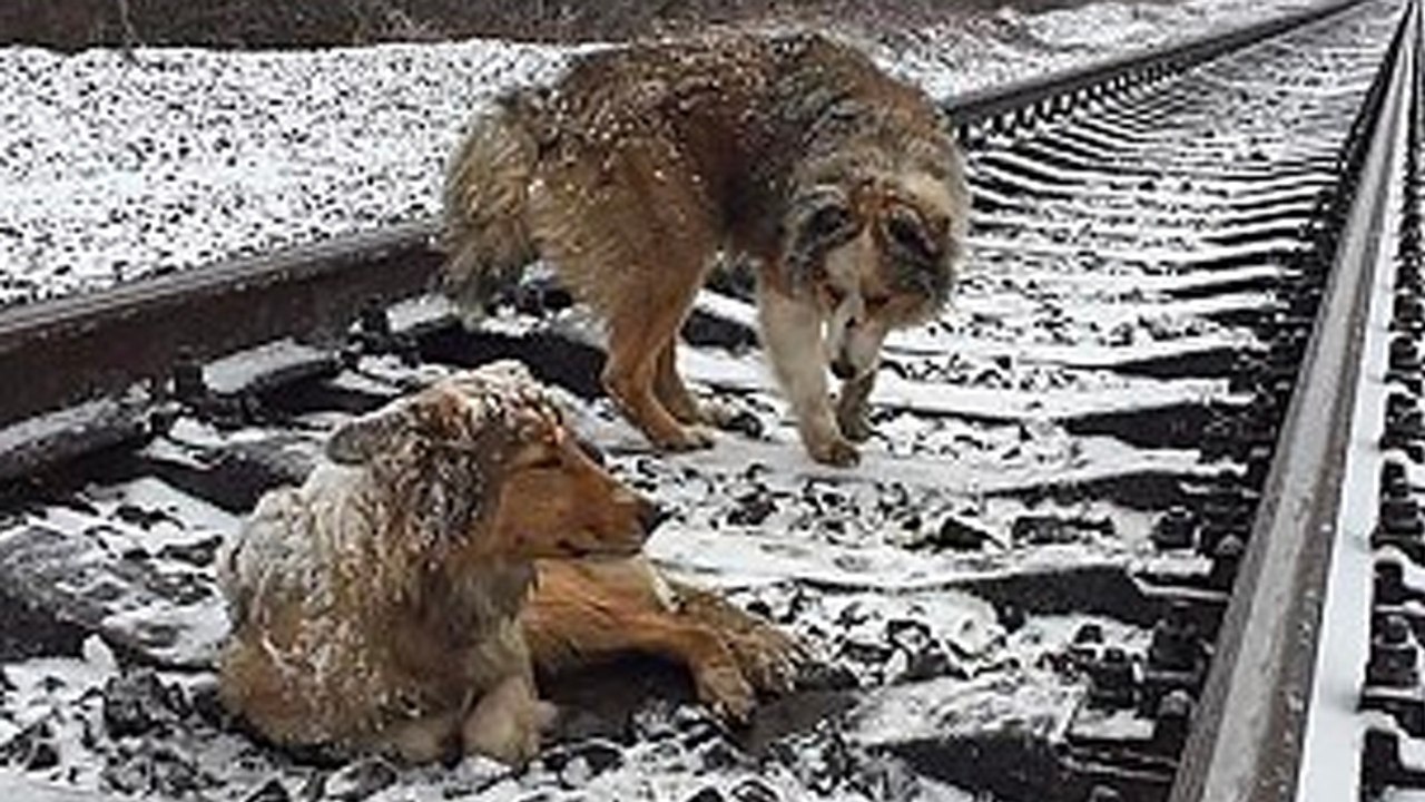 Als sich der Zug nähert, trifft der Hund eine unglaubliche Entscheidung