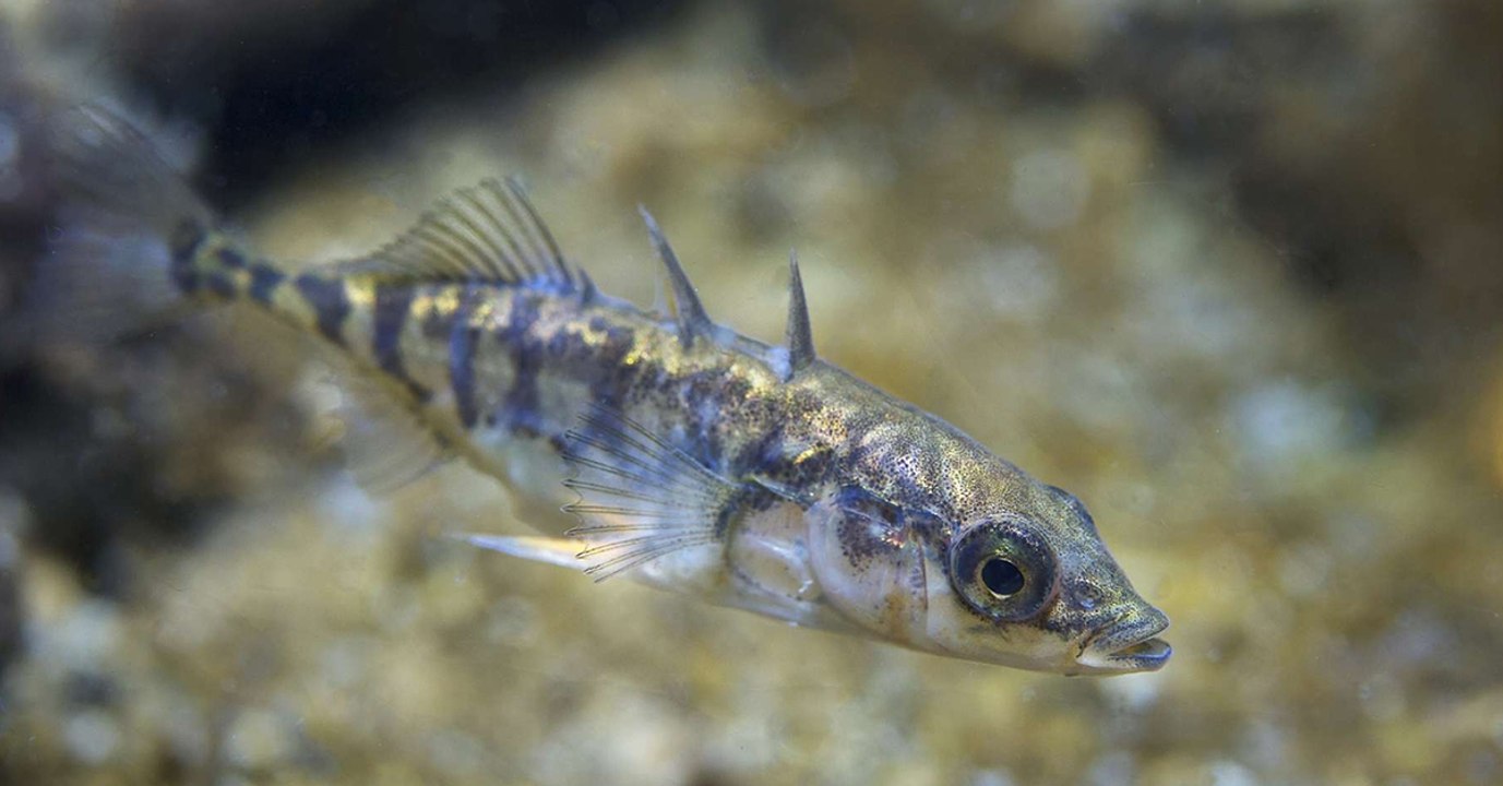 Unbefleckte Empfängnis: Fisch bringt Wissenschaftler ins Grübeln