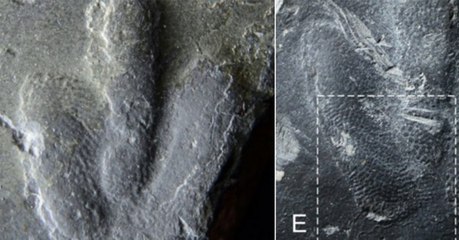 Dino-Fußabdrücke verraten, wie ihre Haut wirklich ausgesehen hat