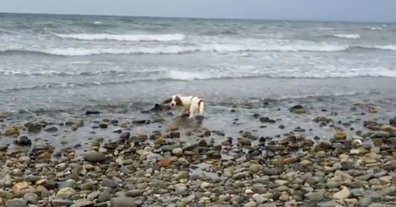 Hündin macht beunruhigenden Fund, dann beginnt der Wettlauf gegen die Zeit