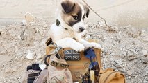 Welpe von Soldat in Syrien gerettet: Hund legt fast 5.000 Kilometer zurück