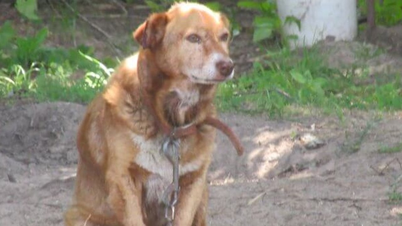 12 Jahre festgekettet: Erst als sie todkrank ist, bekommt Miss Willie eine zweite Chance
