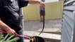 Illawarra snake catcher rescues a red belly black snake