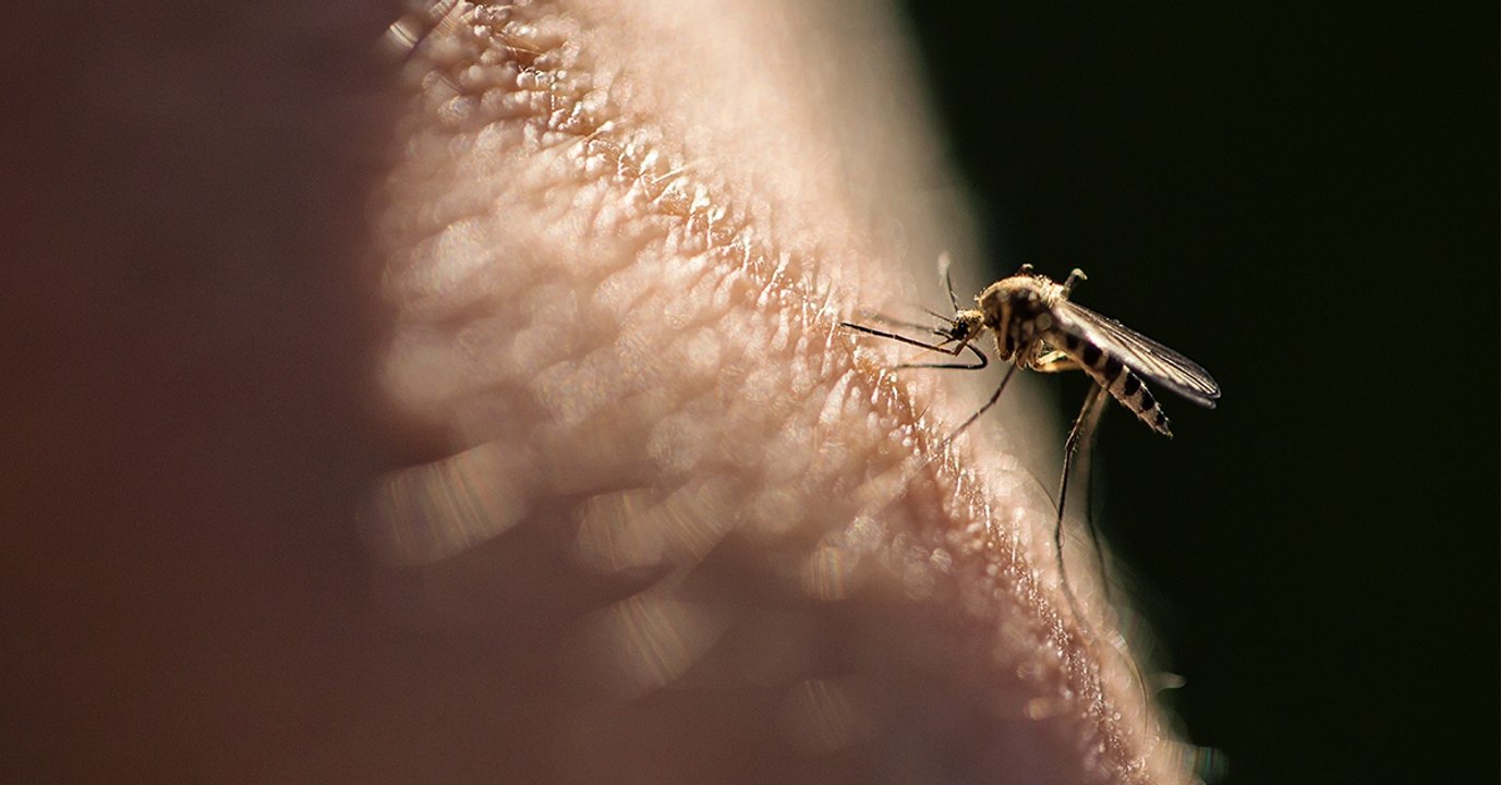 Nicht nur der Klimawandel ist schuld: Tropische Krankheiten breiten sich in Europa aus