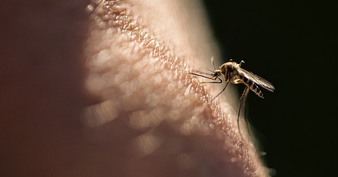 Nicht nur der Klimawandel ist schuld: Tropische Krankheiten breiten sich in Europa aus