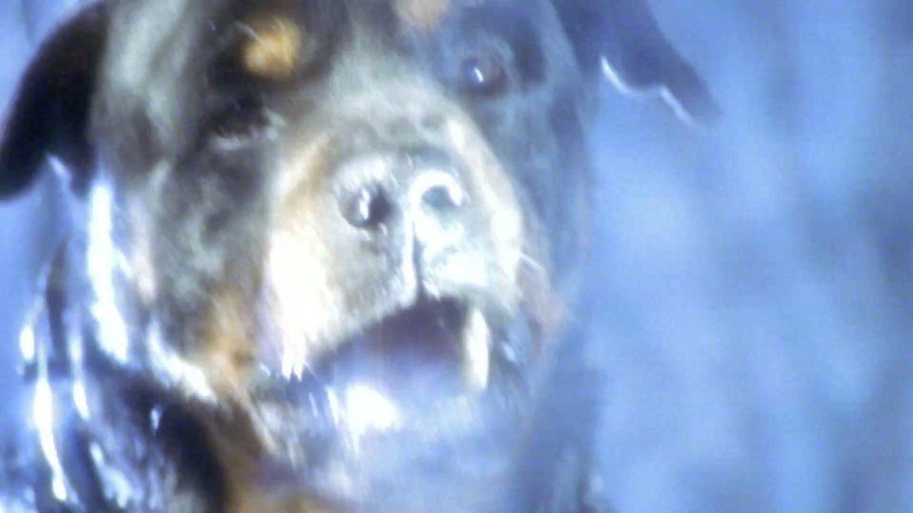 Rottweiler entdeckt ein ausgesetztes Neugeborenes und reagiert auf besondere Weise