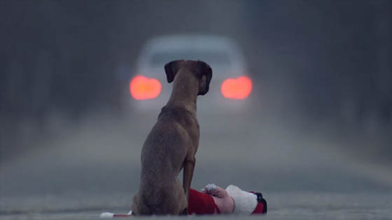 Tierheime offenbaren: Bei diesen Aussagen von Besitzern wurde ihnen übel