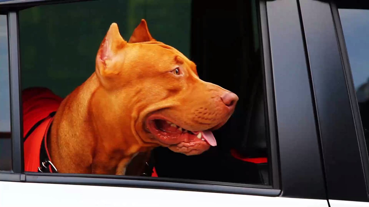 Nach zwei schicksalsschlägen weint dieser hund bitterlich