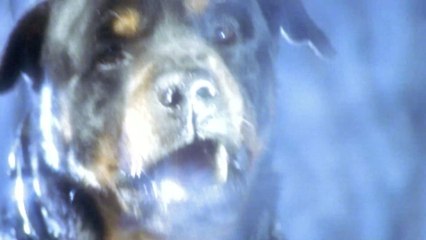 Rottweiler findet schutzloses Baby: Die Besitzer können nicht glauben, wie er reagiert