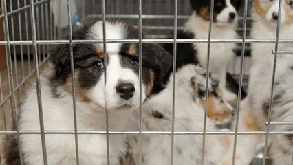 Vierbeiner auf dem Wunschzettel: Aus dem Zoohandel oder dem Tierheim?