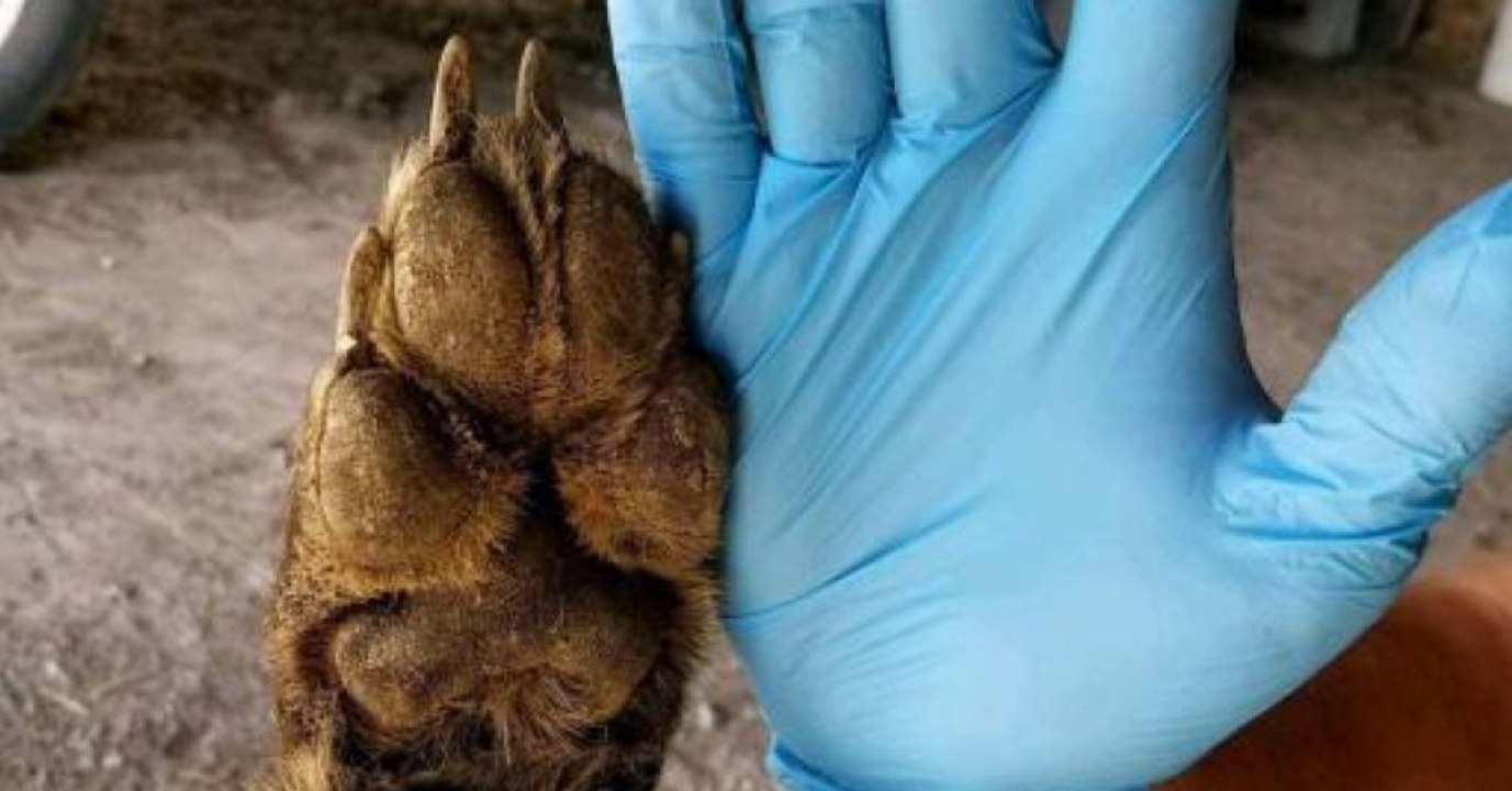 Entdecke das mysteriöse Lebewesen, das Experten vor Rätsel stellt