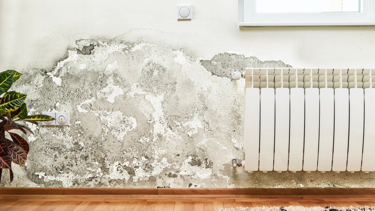 Schimmelflecken: Diese alten Hausmittel wirken wahre Wunder!