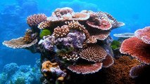 Grande barrière de corail : l’Australie affirme avoir fait des progrès pour la protéger