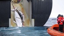 Chasse à la baleine : le Japon ne pourra plus capturer des cétacés en Antarctique