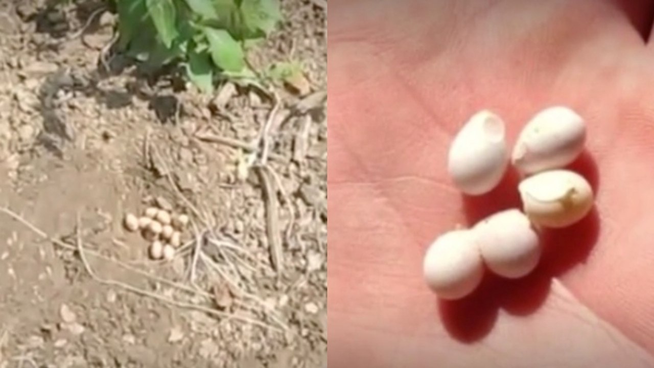 Unerwarteter Fund: Mann hebt perlenartige Kugeln auf, dann beginnen sie plötzlich, sich zu bewegen