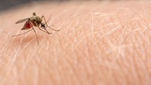 Arzt tut Beule am Bein als Mückenstich ab: Fatale Fehldiagnose!