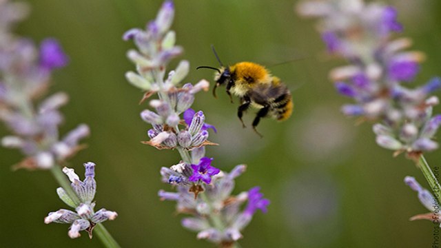 Bourdons : 24% des espèces d'Europe menacées d’extinction