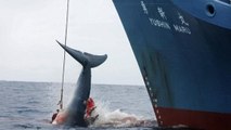 Chasse à la baleine : le Japon stoppe sa campagne de chasse... uniquement en Antarctique